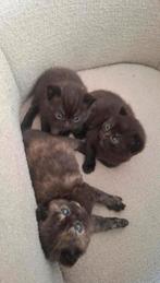 3 kittens kruising Britse korthaar > 50% kans op blauwe ogen, Dieren en Toebehoren, Katten en Kittens | Raskatten | Korthaar, Meerdere dieren