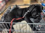 Te koop aangeboden Cane Corso met Stamboom Teef kleur Zwart, Dieren en Toebehoren, Rabiës (hondsdolheid), 15 weken tot 1 jaar