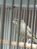 witkeel edelzanger man, Dieren en Toebehoren, Mannelijk, Tropenvogel