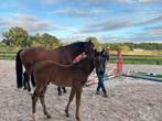 Hengstveulen van 1 mei, Dieren en Toebehoren, Paarden, Hengst, 0 tot 2 jaar