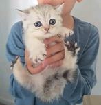 3 Lieve Britse Korthaar Kittens  ,  LAATSTE OVER, Dieren en Toebehoren, Katten en Kittens | Raskatten | Korthaar, Meerdere dieren
