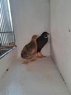 Koppel Chinese dwergkwartels natuurbroed, Dieren en Toebehoren, Vogels | Overige Vogels, Meerdere dieren, Tropenvogel, Geringd