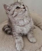 Britse lang en korthaar kittens, Meerdere dieren, Ontwormd, 0 tot 2 jaar