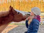 Bijrijder aangeboden., Dieren en Toebehoren, Paarden en Pony's | Verzorgingsproducten, Ophalen, Nieuw