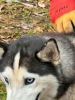 Beeldschone Kim is een Husky van net 1 jaar, Particulier, Rabiës (hondsdolheid), 15 weken tot 1 jaar, Overige rassen