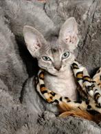 Devon Rex kittens beschikbaar 1550e, Dieren en Toebehoren, Meerdere dieren, Gechipt, 0 tot 2 jaar