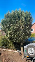 Conifeer 3 meter hoog, Tuin en Terras, Planten | Bomen, Ophalen, Bloeit niet, Halfschaduw, Overige soorten
