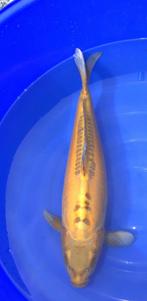 Doitsu Ochiba, Dieren en Toebehoren, Karper of Koi
