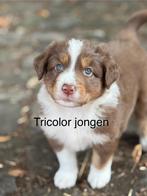 Raszuivere aussie- australian shepherd - asutralische herder, Dieren en Toebehoren, Honden | Herdershonden en Veedrijvers, CDV (hondenziekte)