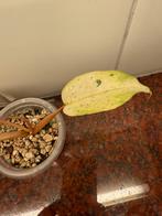 Philodendron snowdrift, Ophalen of Verzenden, Halfschaduw, Minder dan 100 cm