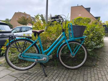 Gazelle Miss Grace met en  maantje  beschikbaar voor biedingen
