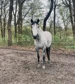 Gezocht: buitenstalling/paddock paradise regio Gorinchem, Dieren en Toebehoren, Stalling en Weidegang