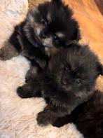 Prachtige pomchi pomeriaan pups, Dieren en Toebehoren, Honden | Chihuahua's en Gezelschapshonden, Overige rassen, CDV (hondenziekte)