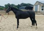 4jarige merrie (Janeiro Platinum x Glamourdale), Merrie, B, Gechipt, Dressuurpaard