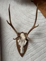 Groot hertenschedel met gewei, origineel Thuringerwald, Ophalen of Verzenden, Zo goed als nieuw, Hert, Gewei of Kop