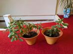Jade Planten set, Ophalen, Halfschaduw, Minder dan 100 cm