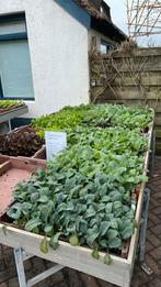 Groenteplantjes sla,kool, bietjes,paksoi,andijvie enz, Tuin en Terras, Ophalen, Volle zon, Groenteplanten, Eenjarig