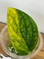 Monstera Karsentianum “Peru” Variegata Stek #1, Ophalen of Verzenden, Overige soorten, Minder dan 100 cm