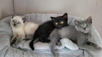 Britsekorthaar kittens  beschikbaar voor biedingen
