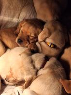 Raszuiver labrador pups mogen nest verlaten, Dieren en Toebehoren, Honden | Retrievers, Spaniëls en Waterhonden, Nederland, 8 tot 15 weken