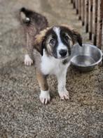 Pup Jummy zoekt een baasje, Dieren en Toebehoren, Honden | Niet-rashonden, Rabiës (hondsdolheid), 8 tot 15 weken, Buitenland, Eén hond