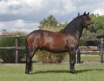 8 jarige fijne D pony ruin, Dieren en Toebehoren, Pony's, B, Ruin, Recreatiepony, D pony (1.37m tot 1.48m)