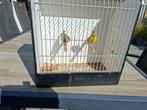 Europese sijsjes, Meerdere dieren, Wildzangvogel, Geringd
