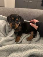 Dwerg teckel/ kaninchen pup, Reu, CDV (hondenziekte), 8 tot 15 weken, Korthaar