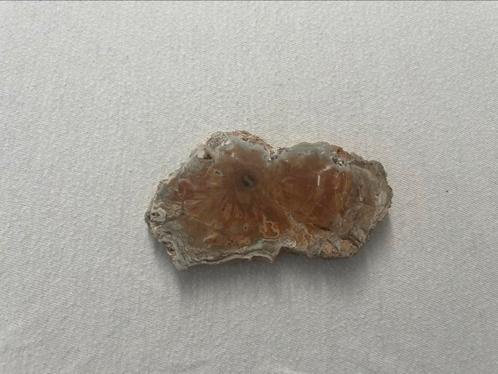 Versteend hout, Sieraden, Tassen en Uiterlijk, Edelstenen, Zo goed als nieuw, Ophalen of Verzenden