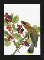 Vogel Pestvogel in Krentenboompje., Ophalen of Verzenden, 1980 tot heden, Ongelopen, Vogel