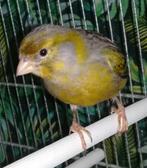 Mooie goedzingende kanarie man te koop, Dieren en Toebehoren, Vogels | Kanaries, Mannelijk, Kleurkanarie