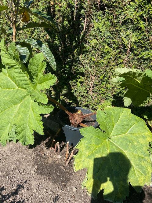 GUNNERA MANICATA, Tuin en Terras, Planten | Fruitbomen, Overige soorten, 250 tot 400 cm, Volle zon, Zomer, In pot, Ophalen