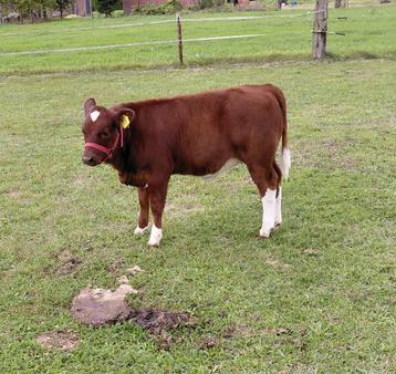Brandrood vaarskalf te koop beschikbaar voor biedingen
