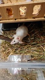 Show mice, Dieren en Toebehoren, Knaagdieren, Muis, Geslacht onbekend, Tam, Oktober