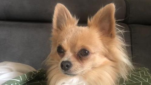 Langhaar chihuahua dekreu., Dieren en Toebehoren, Honden | Chihuahua's en Gezelschapshonden, Reu, Chihuahua, Particulier, Eén hond