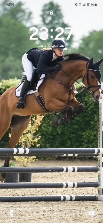 Super lieve niet kijkerig 5jr springpaard/allrounder beschikbaar voor biedingen