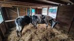 2 belgisch blauwe  holstein vaarzen, Dieren en Toebehoren, Runderen, Vrouwelijk, 0 tot 2 jaar