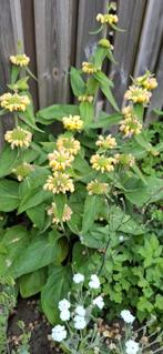 Phlomis Russiliana, Ophalen of Verzenden
