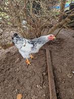 Wyandotte kriel columbia haan, Dieren en Toebehoren, Pluimvee, Mannelijk, Kip