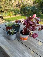 Diverse Kamerplanten Collectie, Ophalen, Overige soorten, Halfschaduw, In pot