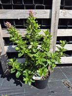 Escallonia 'Pink Elle', Overige soorten, Vaste plant, Ophalen of Verzenden, Halfschaduw