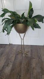Prachtige pot met plant     een plaatje, Ophalen of Verzenden, Zo goed als nieuw