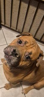 Sterke trouwe hond zoekt nieuw thuis – echte waakhond, Dieren en Toebehoren, 6 jaar of ouder, Reu, Eén hond, Nederland