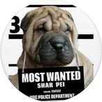 Gezocht een Shar-pei., Dieren en Toebehoren, Rabiës (hondsdolheid), Eén hond, 3 tot 5 jaar, Nederland