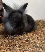 Supermakke jonge konijntjes, Dieren en Toebehoren, Konijnen, Meerdere dieren