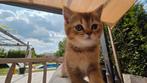 Brits kort haar kitten (katertje), Dieren en Toebehoren, Katten en Kittens | Raskatten | Korthaar, Kater