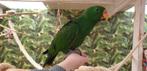 Jonge Baby Edelpapegaai | Handtam | Kleurrijk | Nieuwsgierig, Dieren en Toebehoren, Meerdere dieren, Papegaai, Pratend