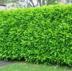 Haag aanplanten? Hovenier! Direct beschikbaar! Met garantie, Ophalen of Verzenden, Zomer, Siergrassen, Volle zon