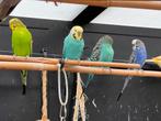 Grasparkietjes, Meerdere dieren, Parkiet