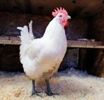 Mooie poule de bresse haan, Mannelijk, Kip